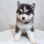 ポンスキー子犬ID()サムネイル画像3