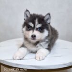 ポンスキー子犬ID()サムネイル画像2