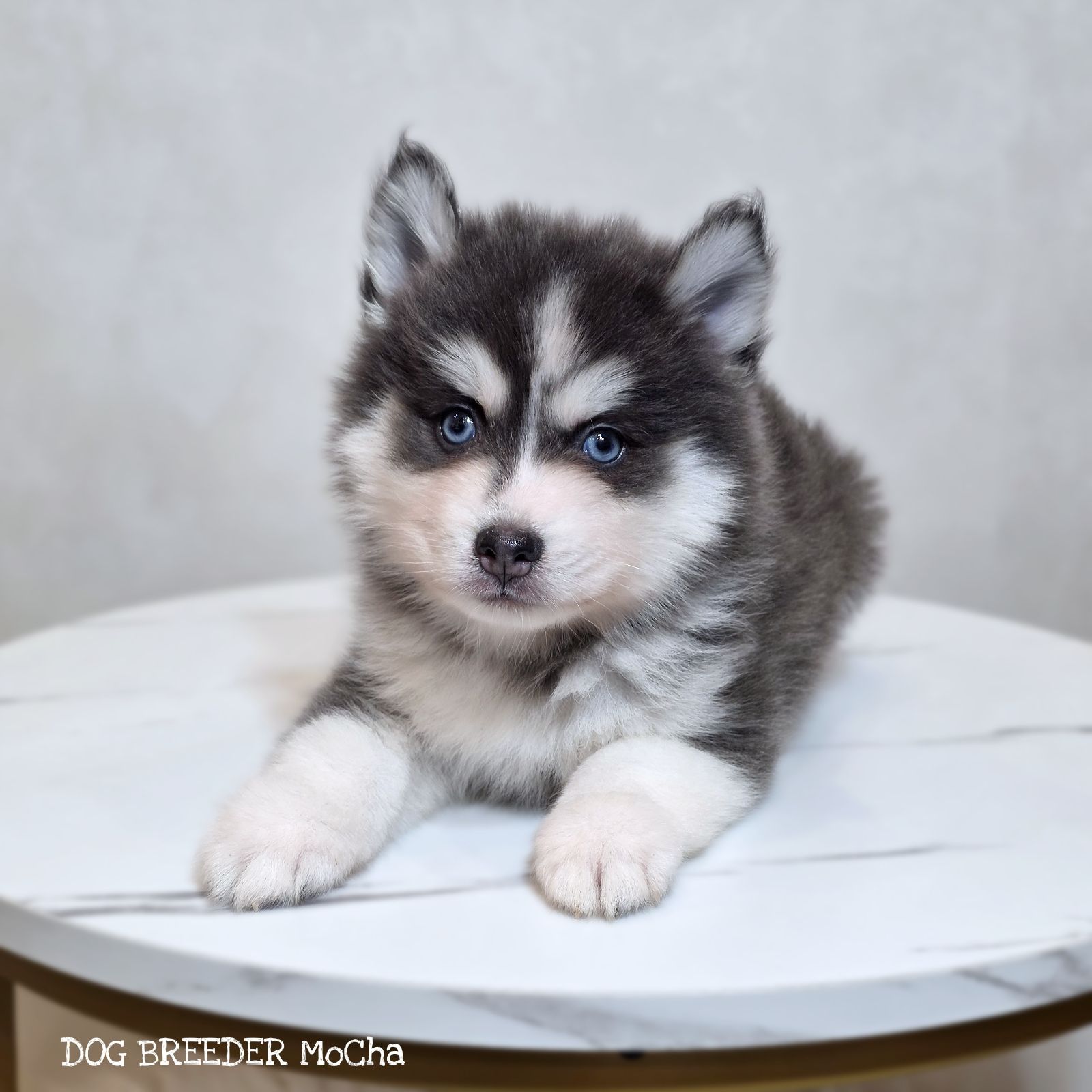 ポンスキー子犬ID()画像2