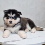ポンスキー子犬ID()サムネイル画像2