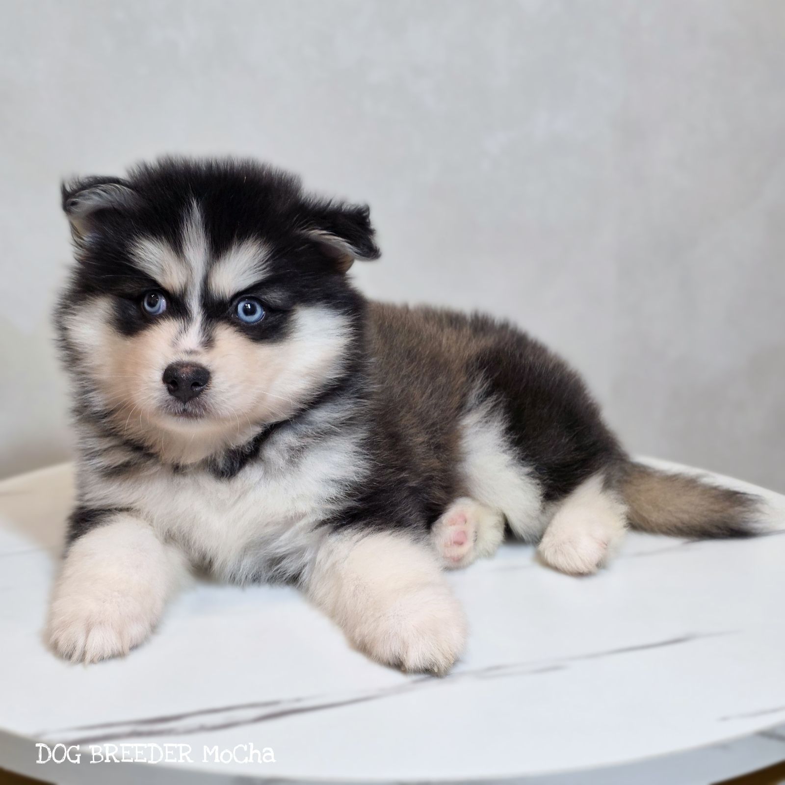 ポンスキー子犬ID()画像2