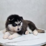 ポンスキー子犬ID()サムネイル画像3