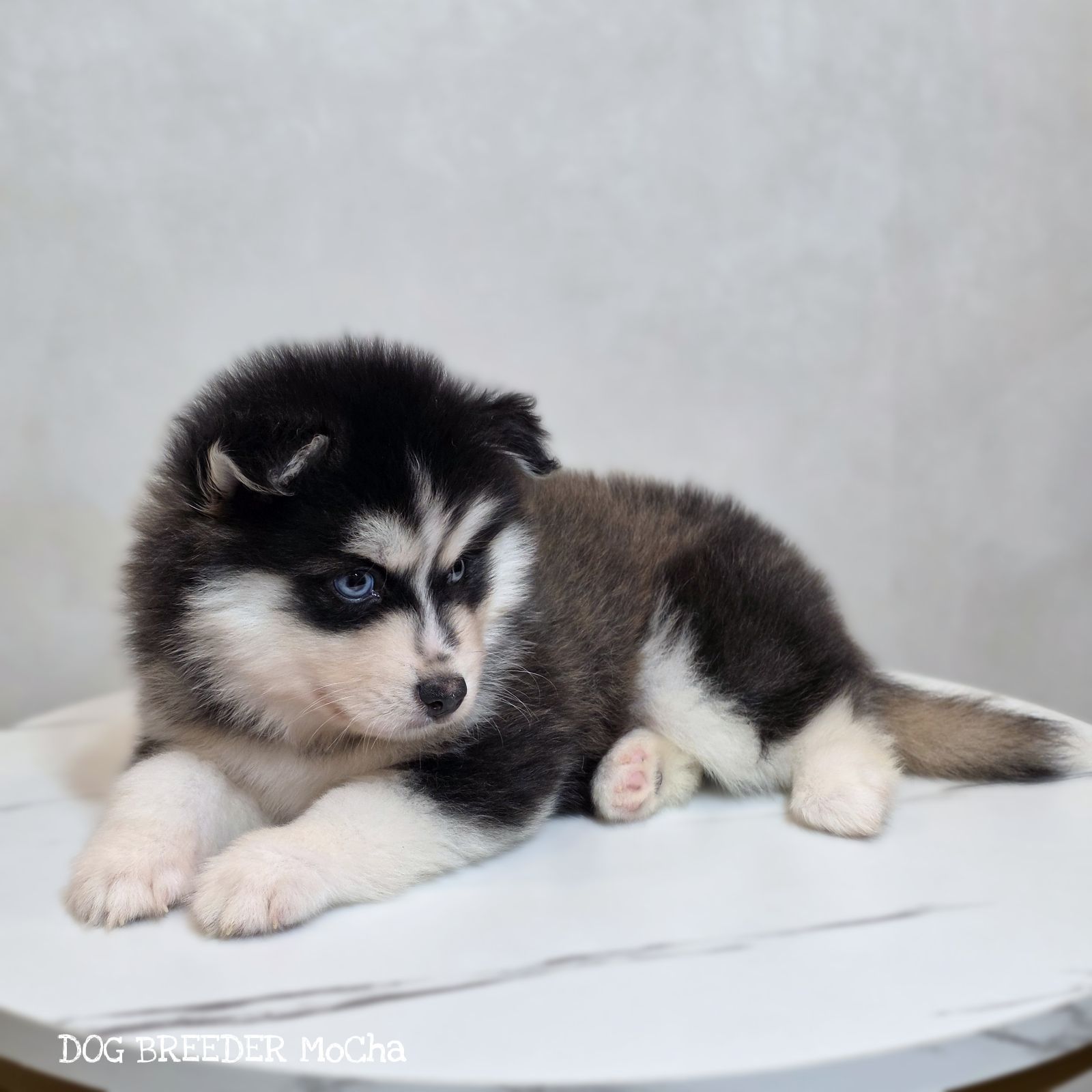 ポンスキー子犬ID()画像3