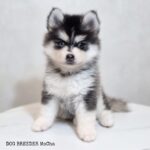 ポンスキー子犬ID()サムネイル画像1