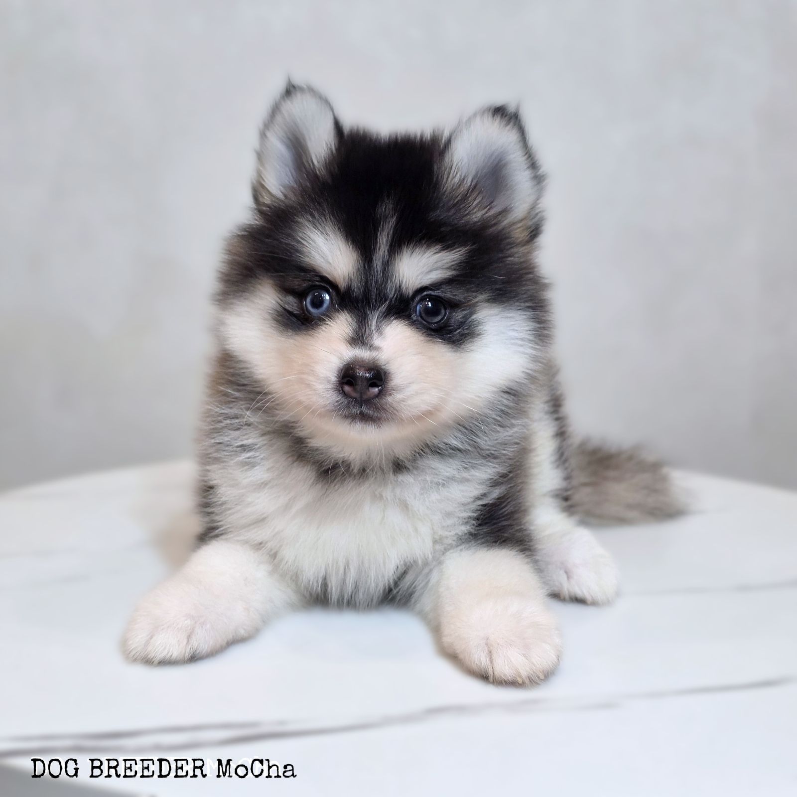 ポンスキー子犬ID()画像2