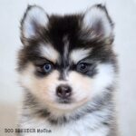 ポンスキー子犬ID()サムネイル画像3