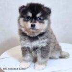 ポンスキー子犬ID()サムネイル画像1