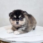 ポンスキー子犬ID()サムネイル画像2