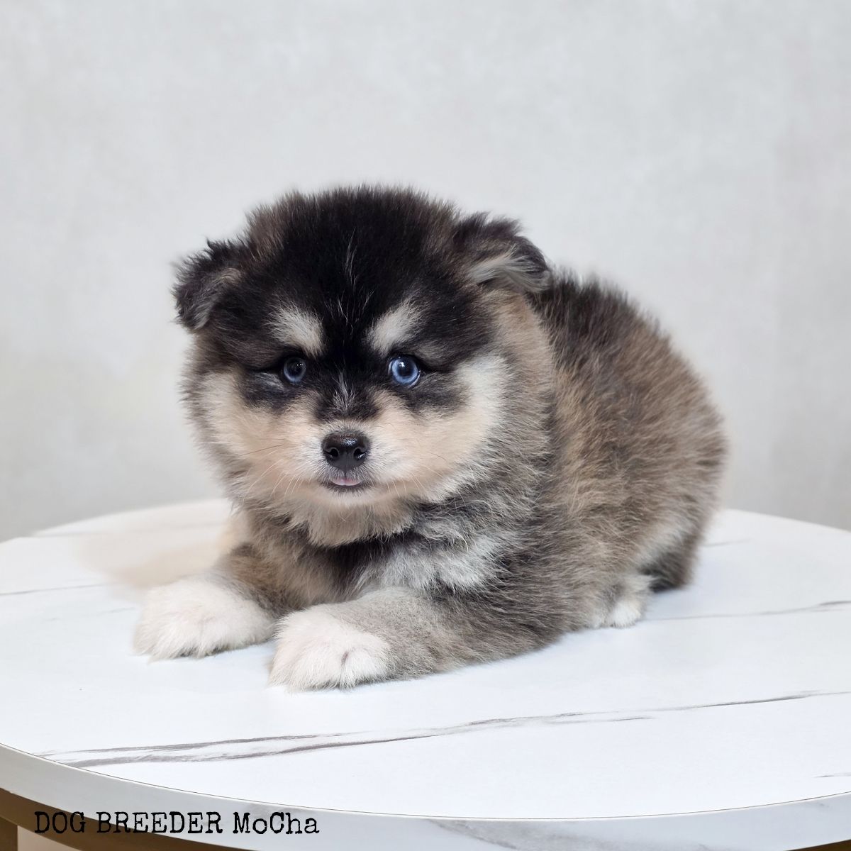 ポンスキー子犬ID()画像2