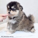 ポンスキー子犬ID()サムネイル画像3