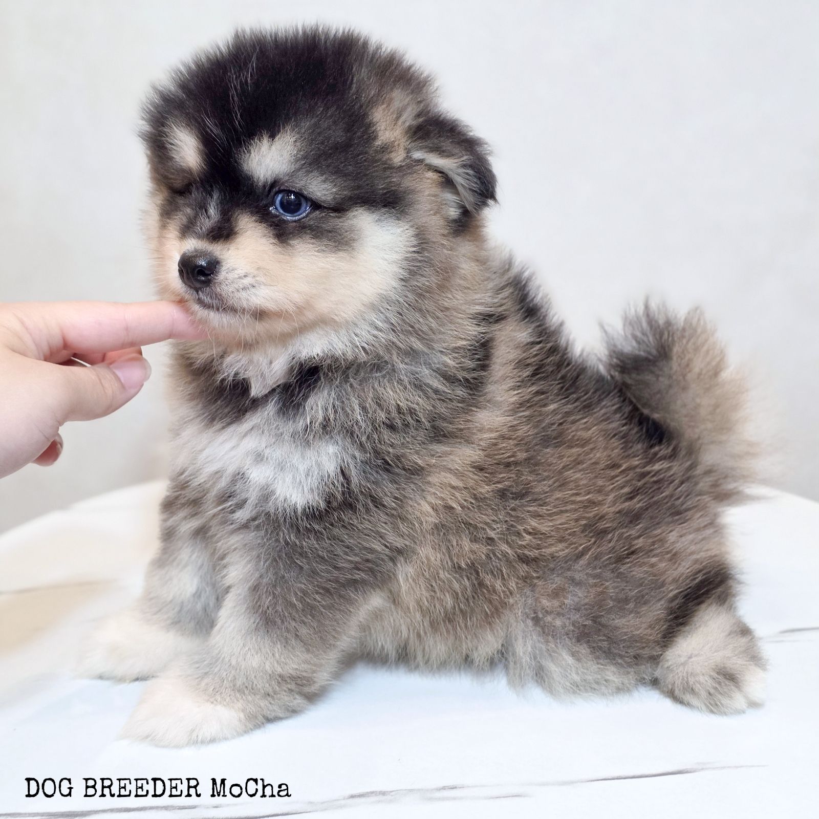 ポンスキー子犬ID()画像3