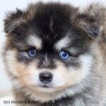 ポンスキー子犬ID()サムネイル画像4