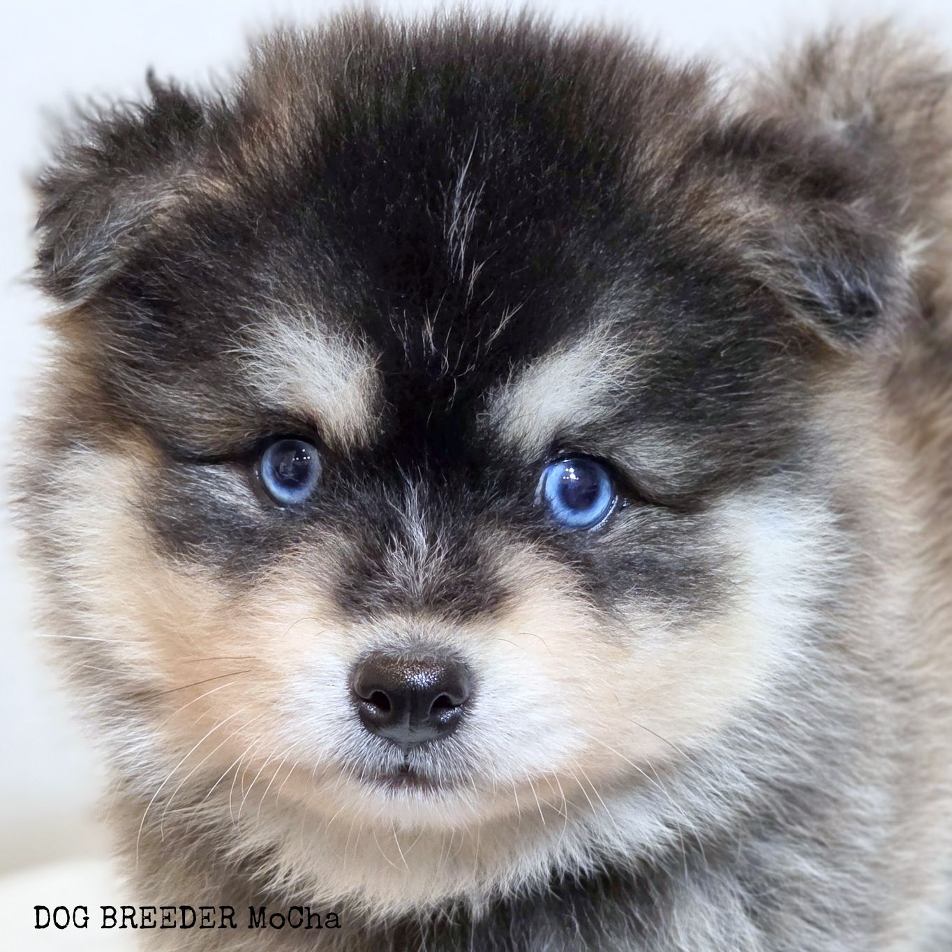 ポンスキー子犬ID()画像4