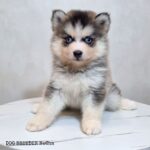 ポンスキー子犬ID()サムネイル画像1