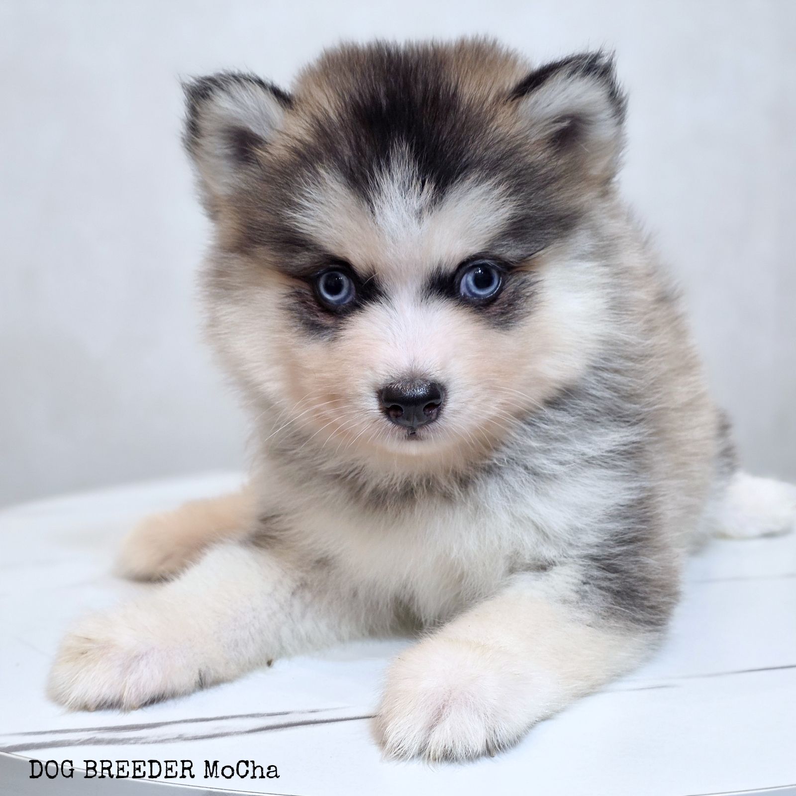 ポンスキー子犬ID()画像2