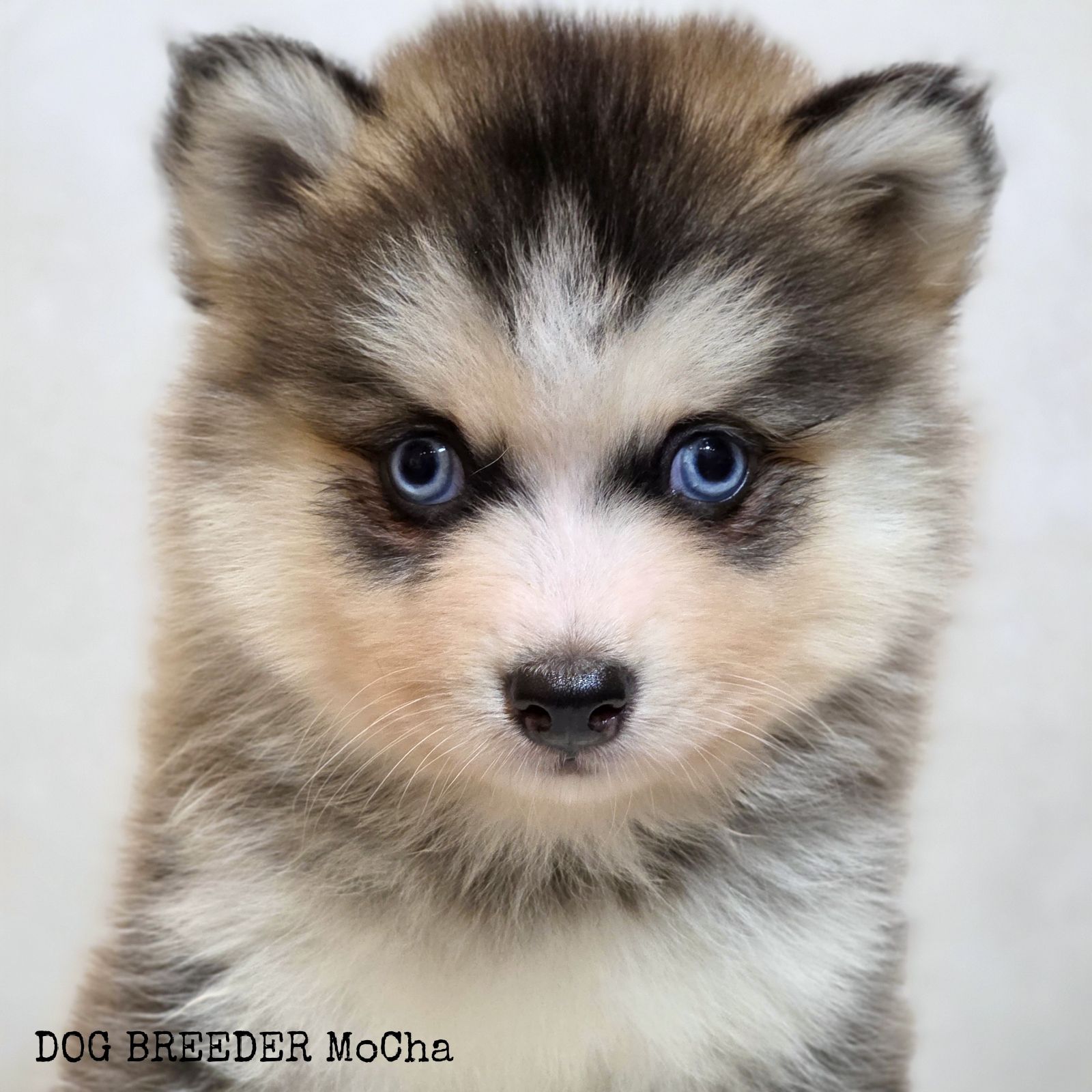 ポンスキー子犬ID()画像3