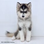 ポンスキー子犬ID()サムネイル画像1