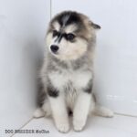 ポンスキー子犬ID()サムネイル画像2