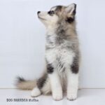 ポンスキー子犬ID()サムネイル画像3