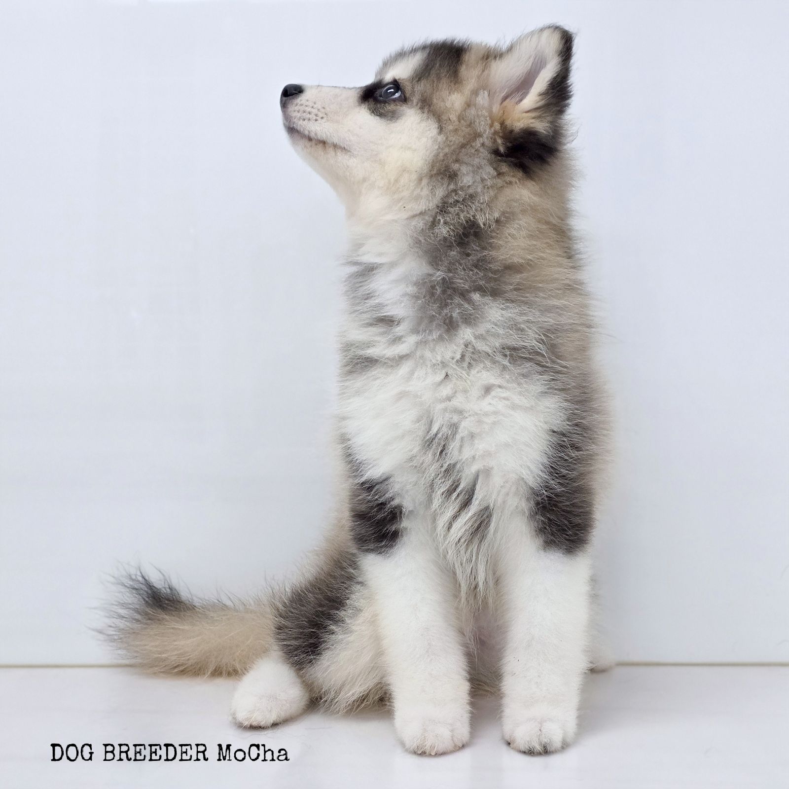 ポンスキー子犬ID()画像3
