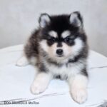 ポンスキー子犬ID()サムネイル画像1