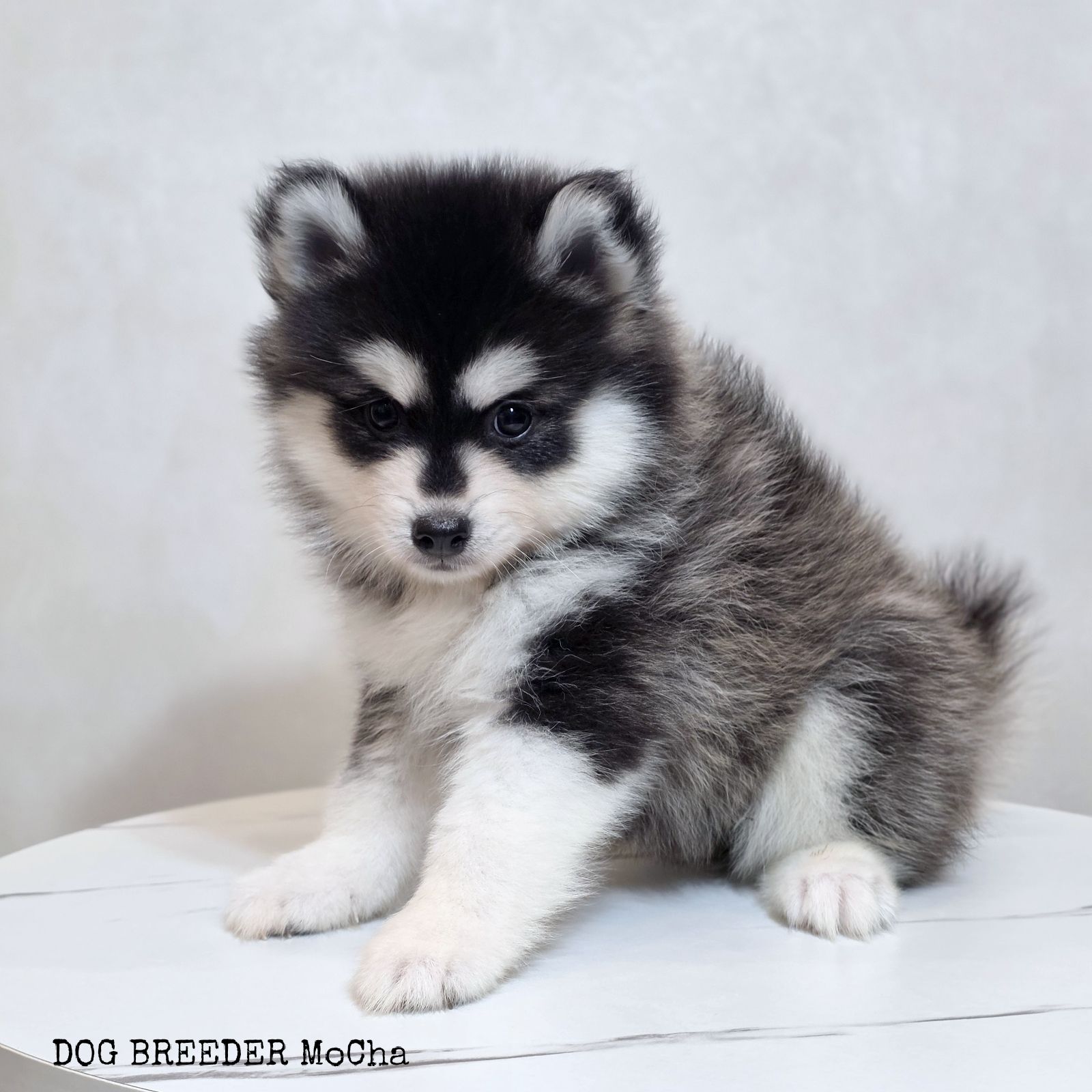 ポンスキー子犬ID()画像3