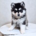 ポンスキー子犬ID()サムネイル画像2