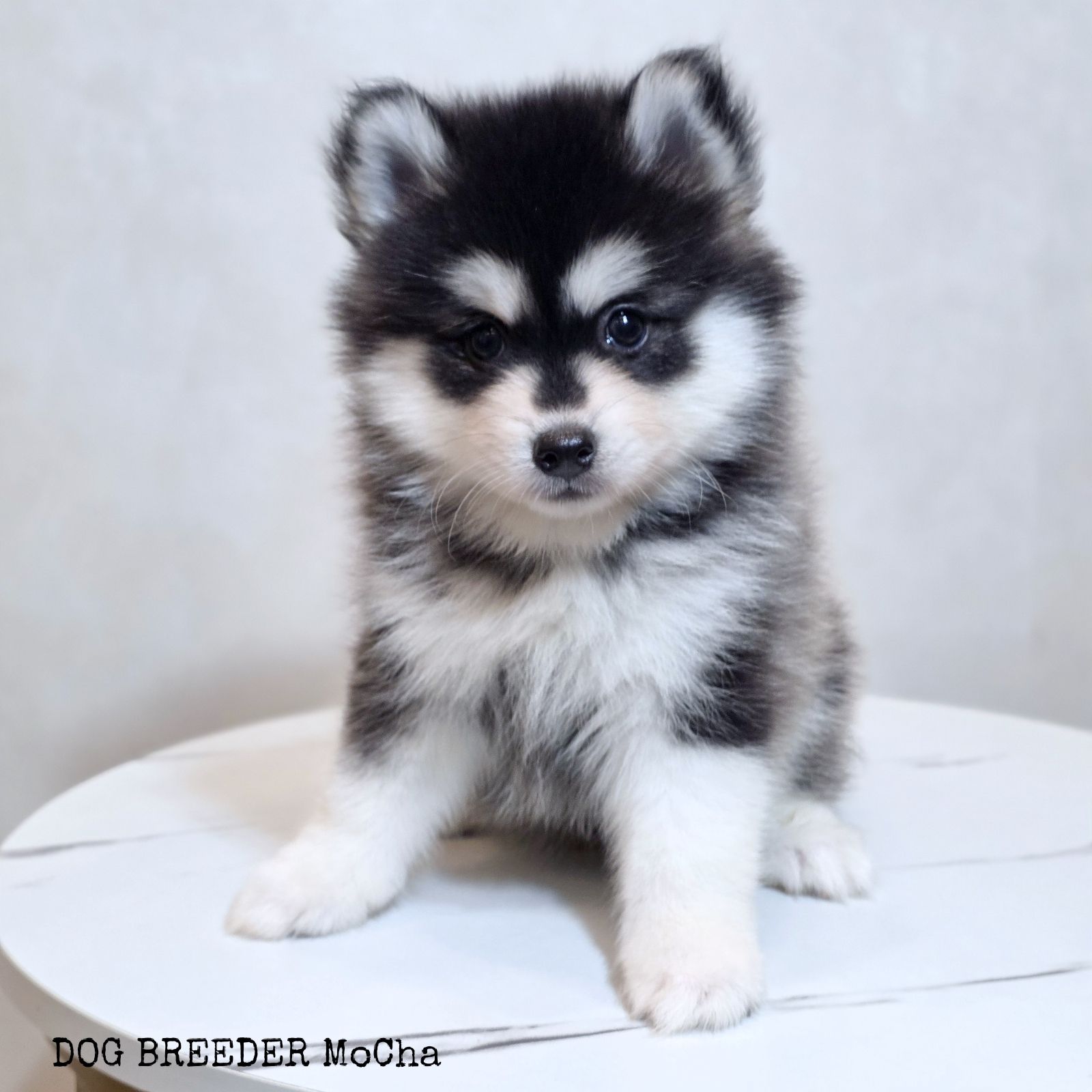 ポンスキー子犬ID()画像2