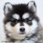 ポンスキー子犬ID()サムネイル画像4