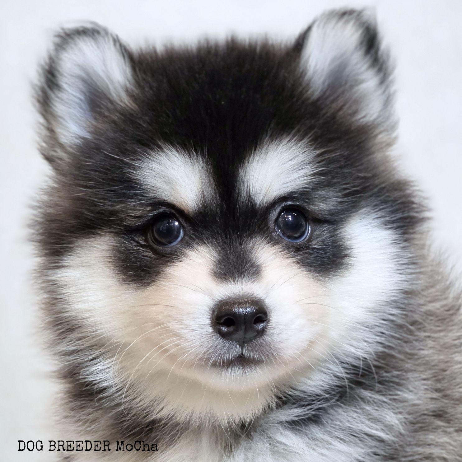 ポンスキー子犬ID()画像4