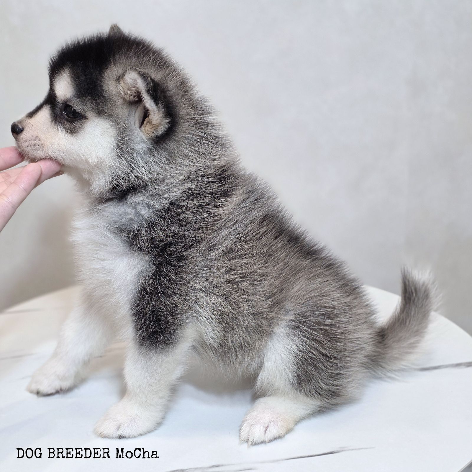 ポンスキー子犬ID()画像3