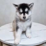 ポンスキー子犬ID()サムネイル画像2