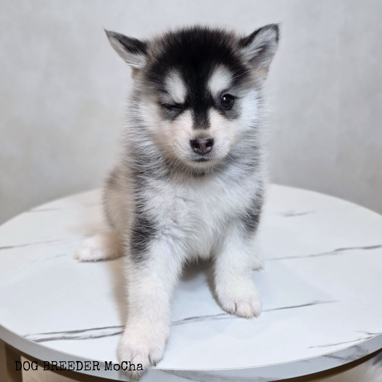 ポンスキー子犬ID()画像2