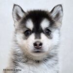 ポンスキー子犬ID()サムネイル画像4