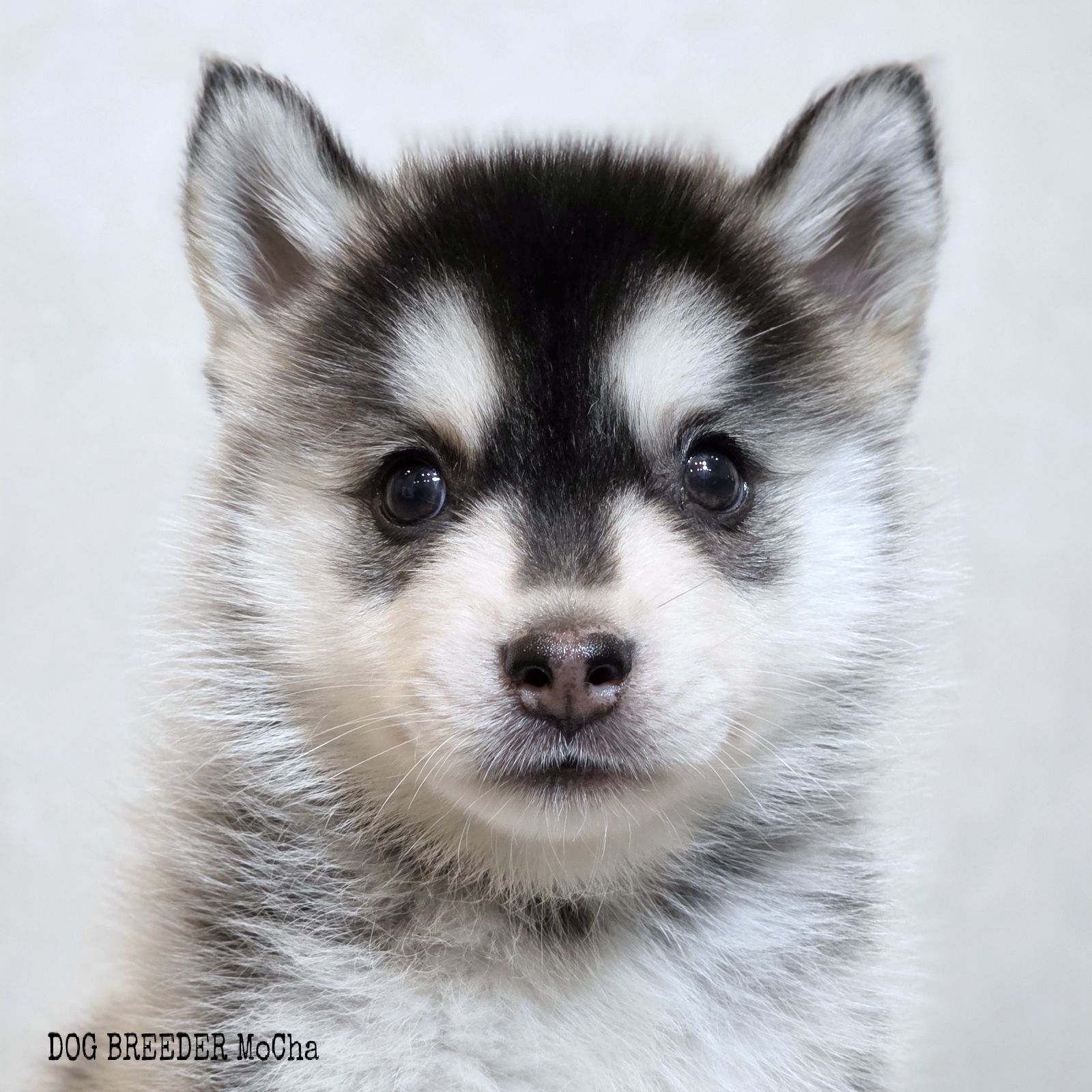 ポンスキー子犬ID()画像4