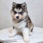 ポンスキー子犬ID()サムネイル画像1