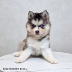 ポンスキー子犬ID()サムネイル画像3
