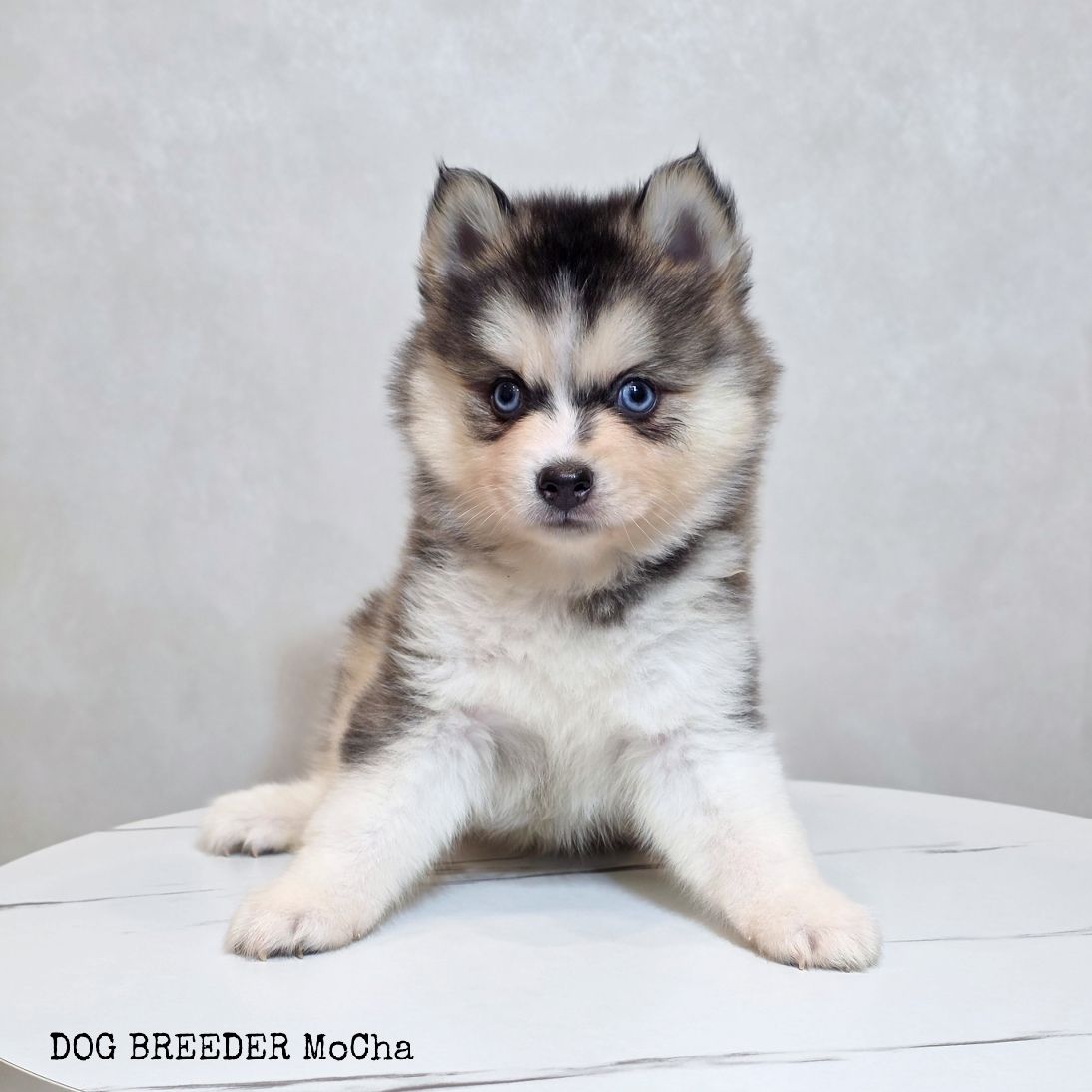 ポンスキー子犬ID()画像3