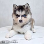ポンスキー子犬ID()サムネイル画像2