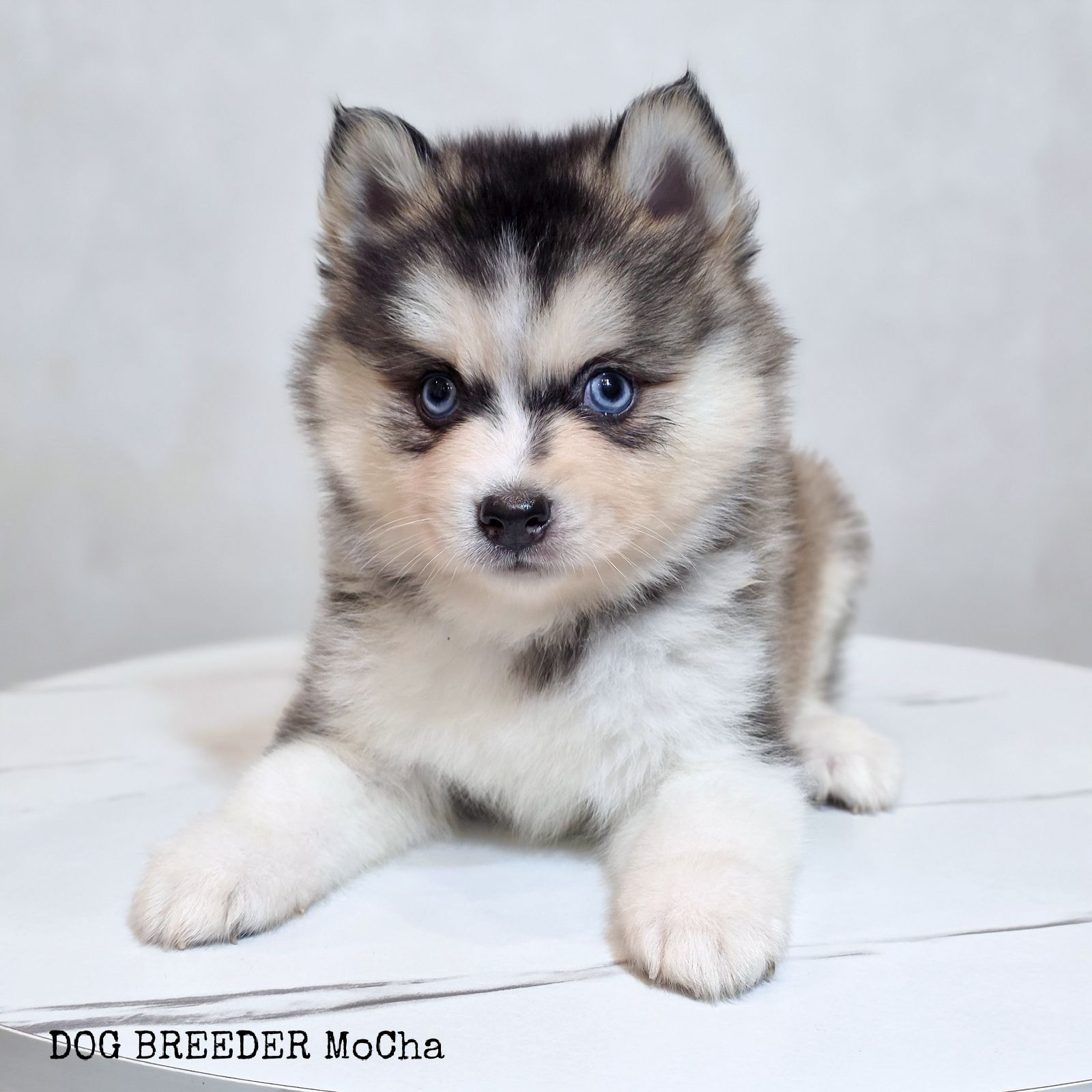 ポンスキー子犬ID()画像2