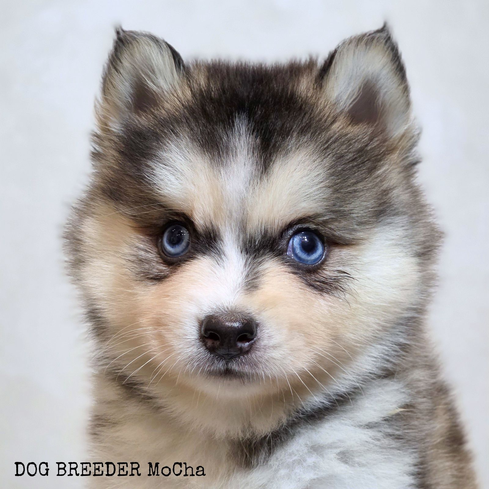 ポンスキー子犬ID()画像4