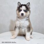 ポンスキー子犬ID()サムネイル画像2