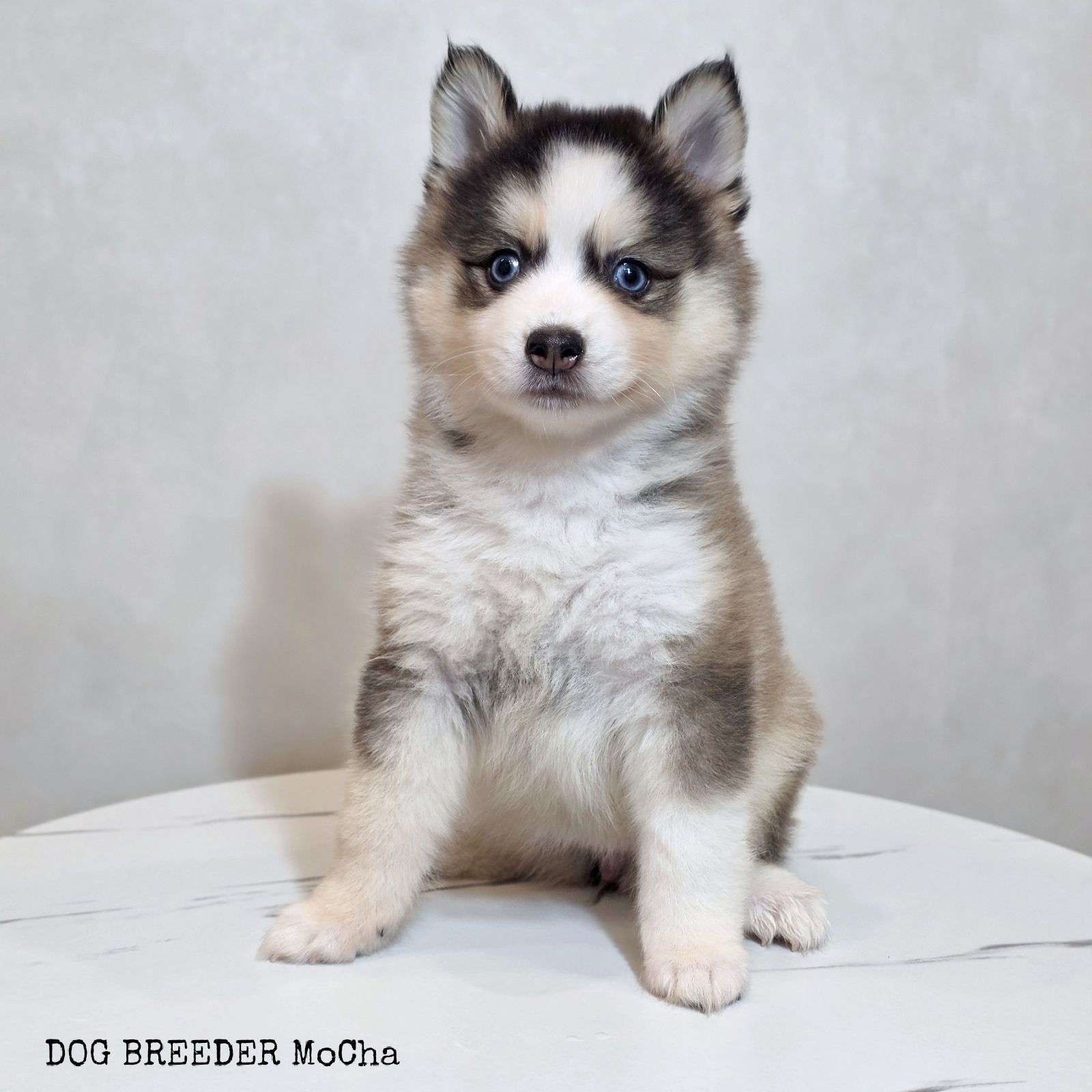 ポンスキー子犬ID()画像2
