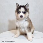 ポンスキー子犬ID()サムネイル画像1