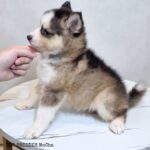 ポンスキー子犬ID()サムネイル画像3