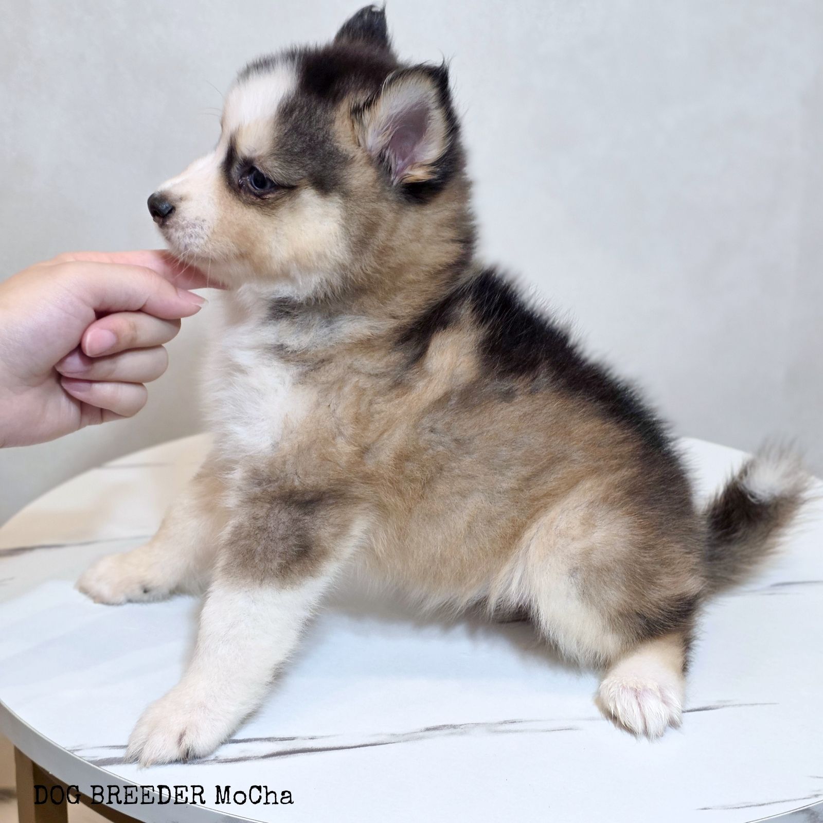 ポンスキー子犬ID()画像3