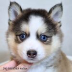 ポンスキー子犬ID()サムネイル画像4