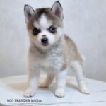 ポンスキー子犬ID()サムネイル画像1
