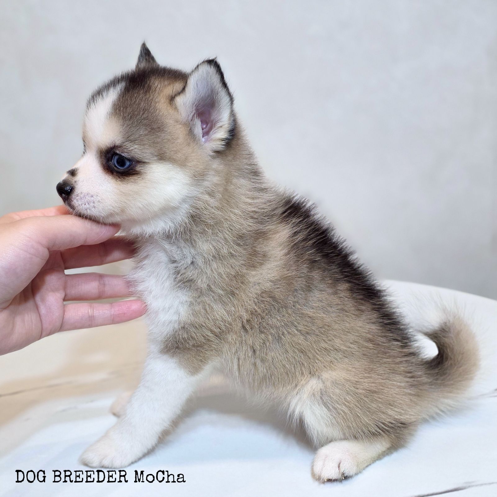 ポンスキー子犬ID()画像3