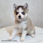 ポンスキー子犬ID()サムネイル画像2